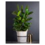 SuperMoss Moss Pole – 36″